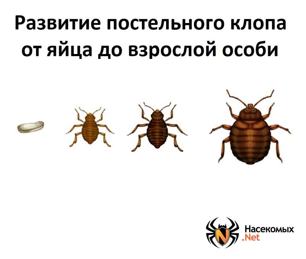 На фото описано развитие клопов